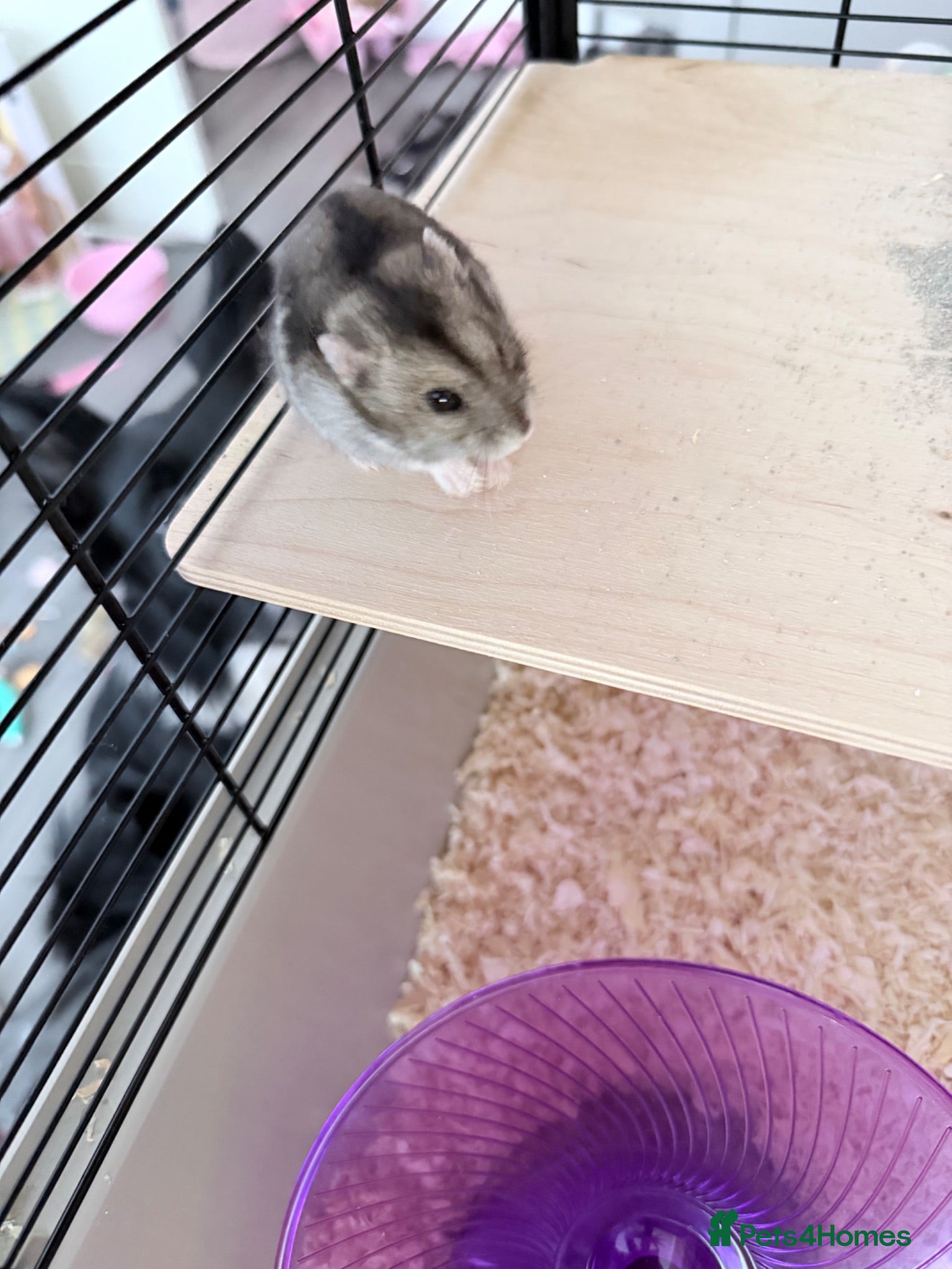 Hamster rodents Dwarf Hamster  - Advert 2