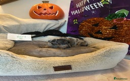 Dachshund dogs for sale: 2 beautiful  girls dachshund puppies available  - Image 8