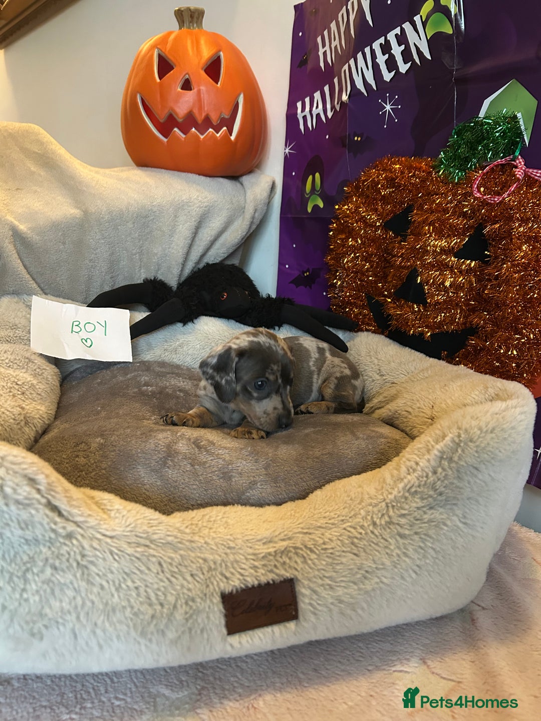 Dachshund dogs for sale: 2 beautiful  girls dachshund puppies available  - Image 8