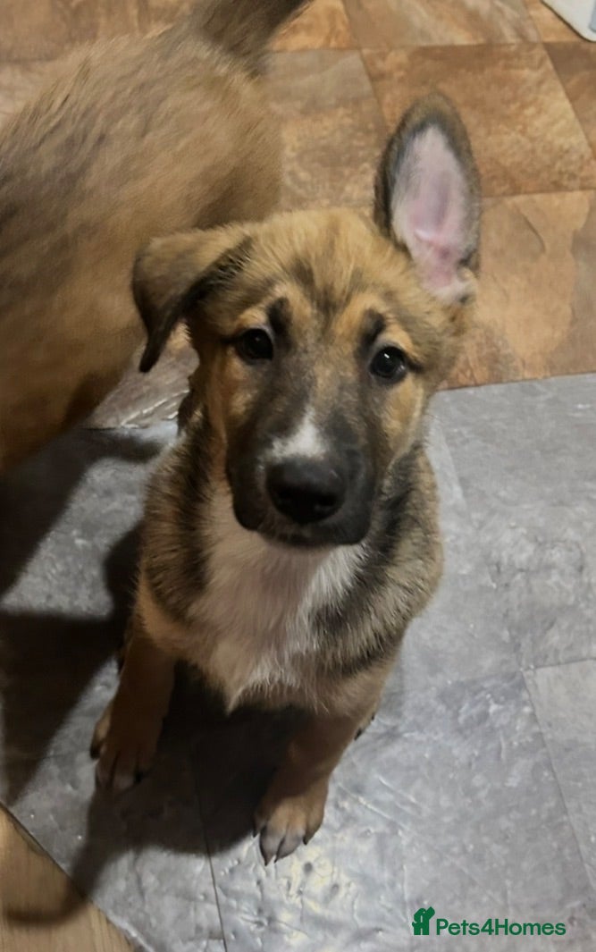 Mixed Breed dogs 11 week old female belusky for sale  - Advert 17