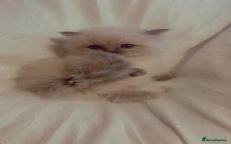 Ragdoll cats for sale: Three beautiful fluff balls!  - Image 3