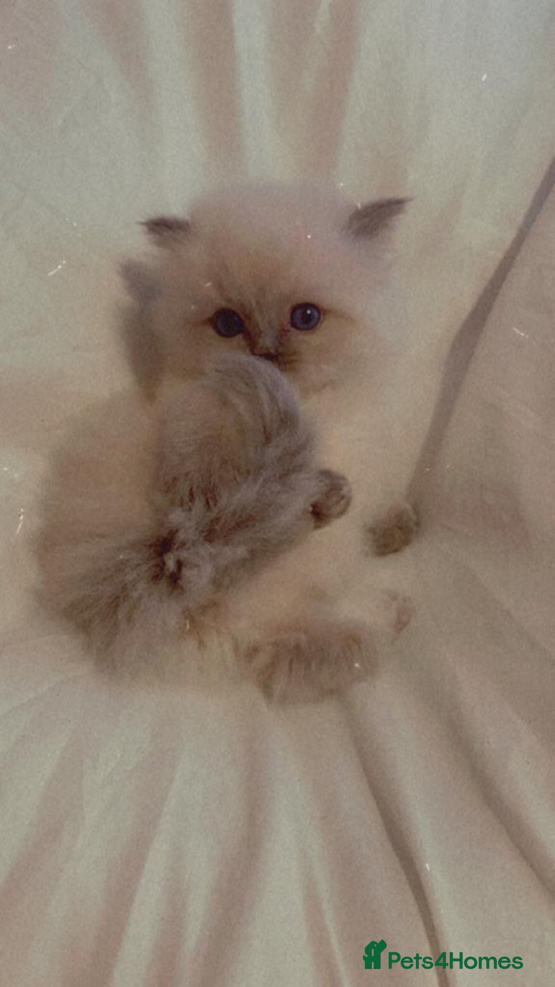 Ragdoll cats for sale: Three beautiful fluff balls!  - Image 3