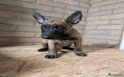 Belgian Shepherd Dog dogs for sale: Belgian malinois pups  - Image 8