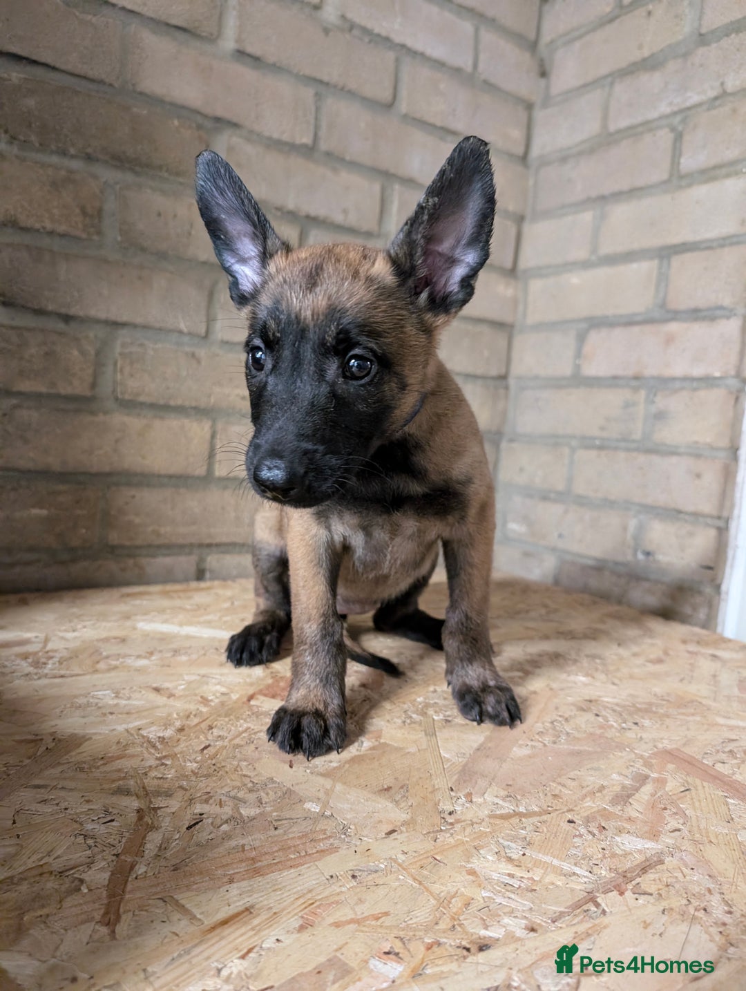 Belgian Shepherd Dog dogs for sale: Belgian malinois pups  - Image 8