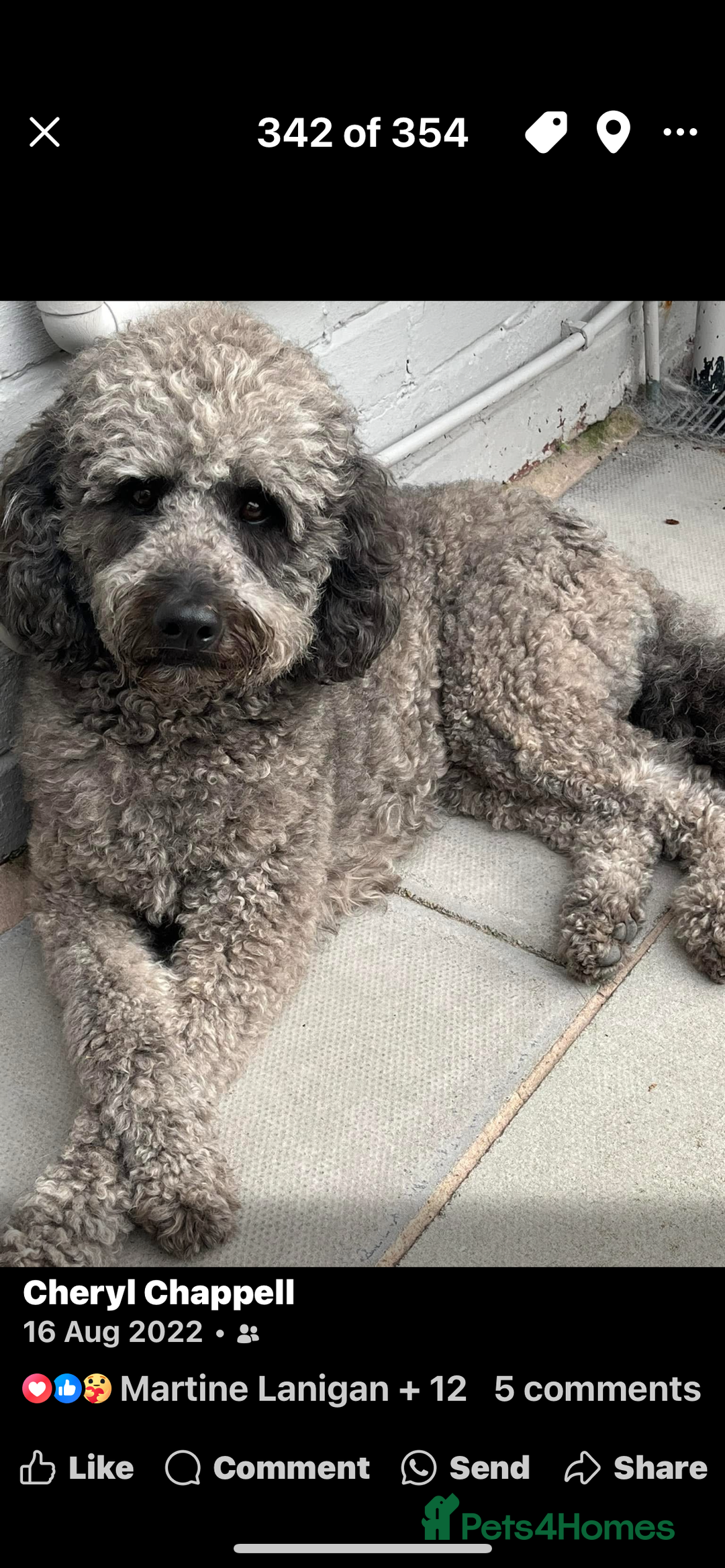 Mixed Breed dogs for sale: Tibetan Doodle Puppies 2 Boys 1 Girl - Image 2
