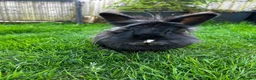 Lionhead rabbits for sale: 2 beautiful half angora lion main rabbits  - Advert 2