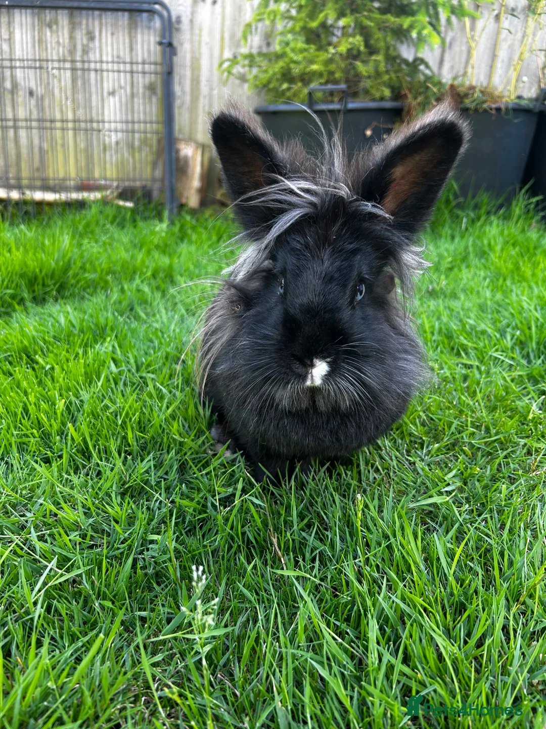 Lionhead rabbits for sale: 2 beautiful half angora lion main rabbits  - Advert 2