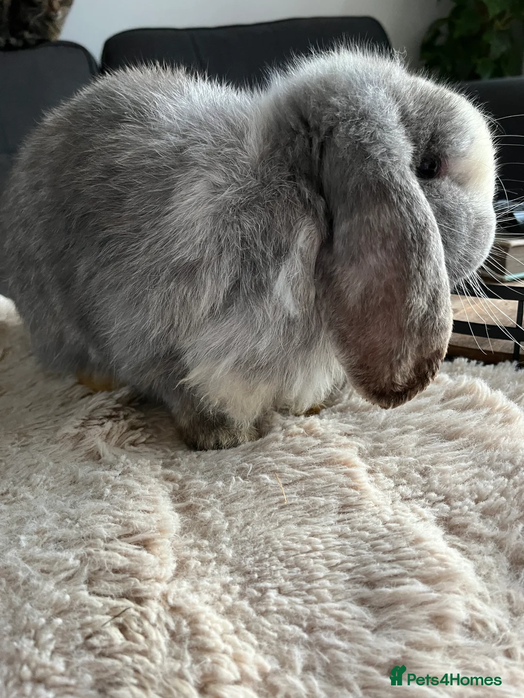 Mini Lop rabbits for sale: Boy Mini Lops looking for their forever home  🐰 - Advert 3