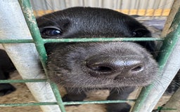 Labrador Retriever dogs for sale: Black Pure bred kg reg Labrador for sale.  - Image 22