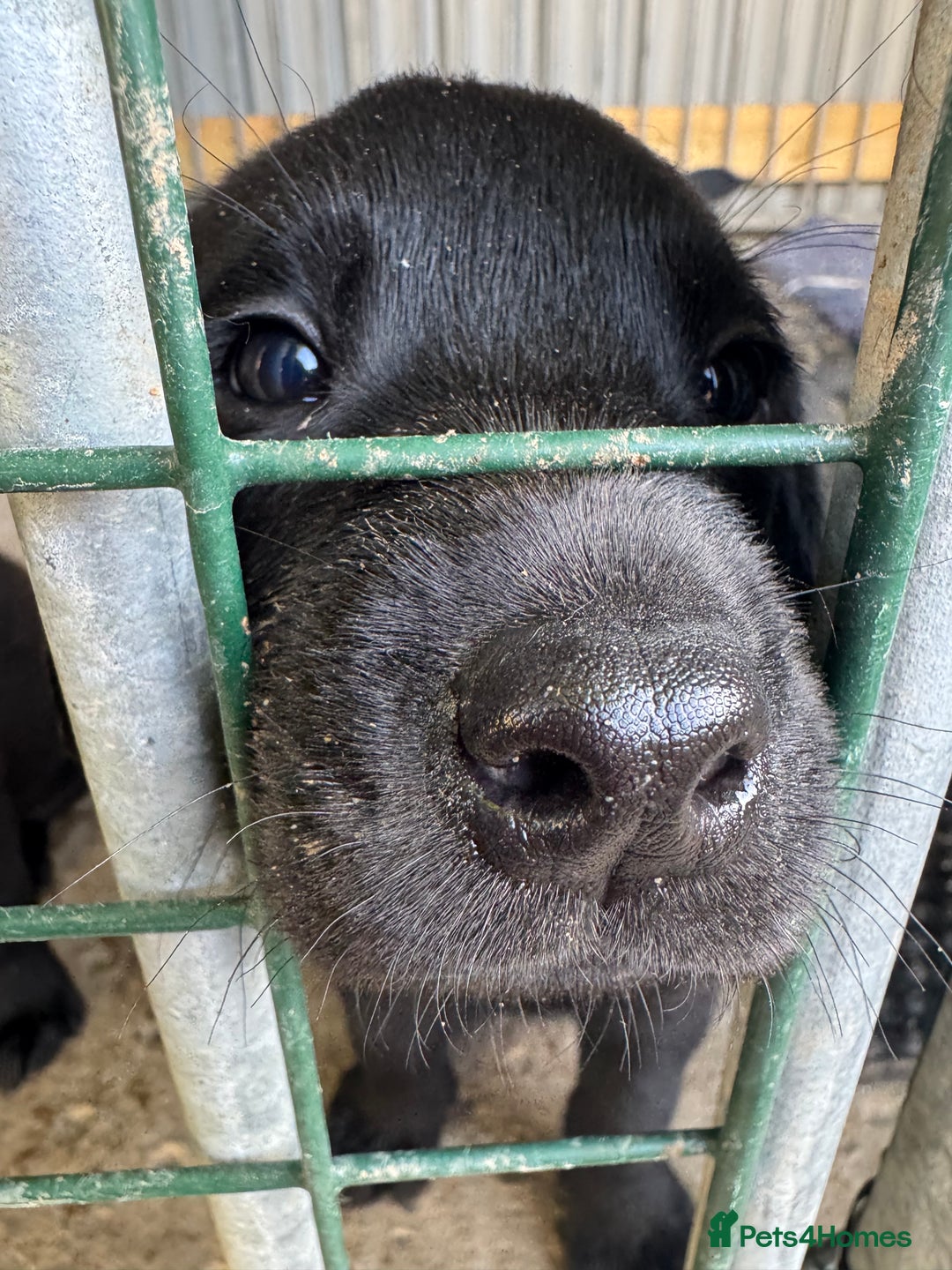 Labrador Retriever dogs for sale: Black Pure bred kg reg Labrador for sale.  - Image 22