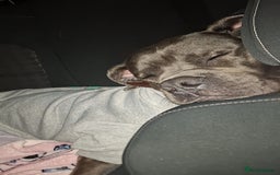 Cane Corso dogs for sale: Sandro  - Image 2