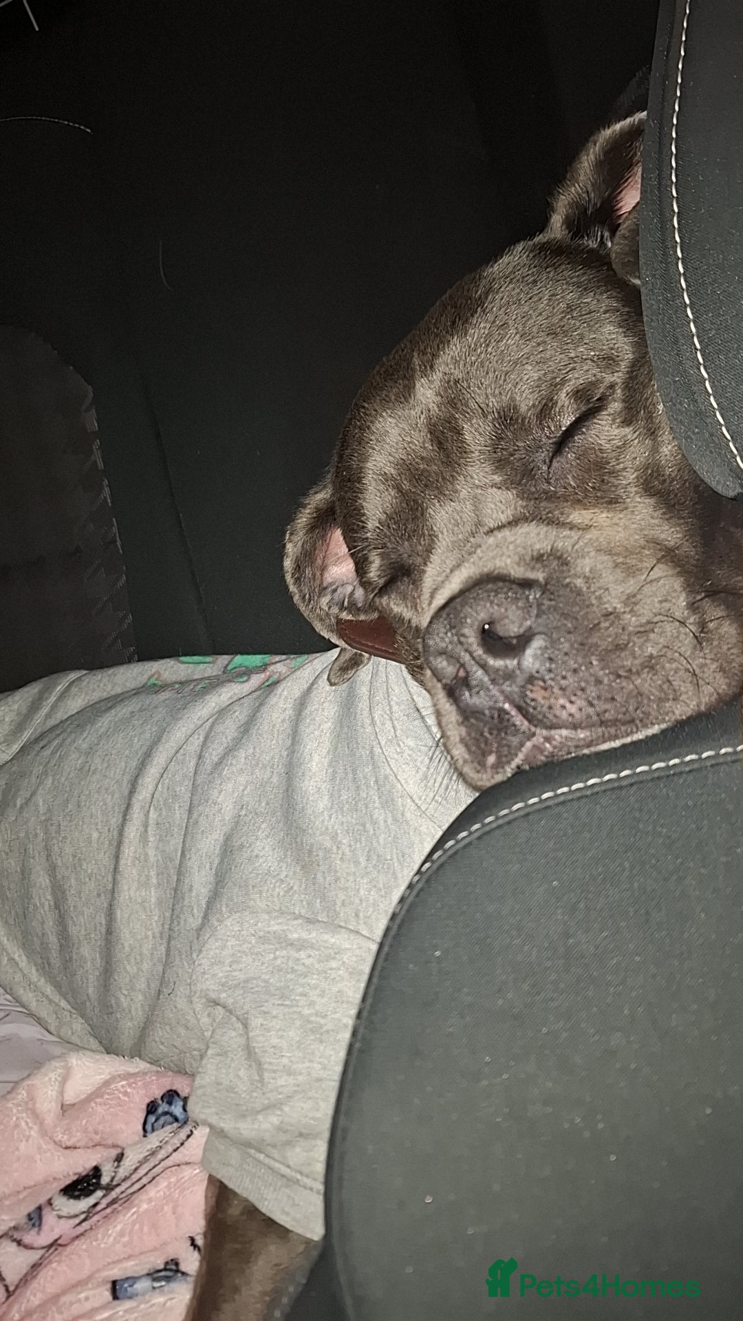 Cane Corso dogs for sale: Sandro  - Image 2