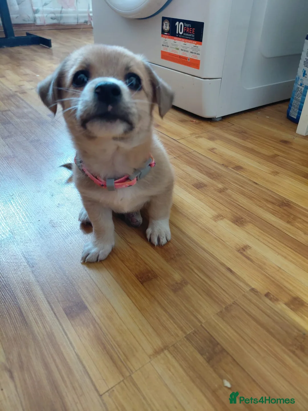 Mixed Breed dogs for adoption: 🌸Little HARA🌸- gentle, grateful and full of love - Advert 28