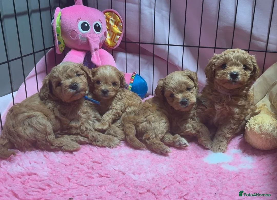 Schnoodle dogs for sale: F1 Toy Mega Coat Schnoodles - Advert 14