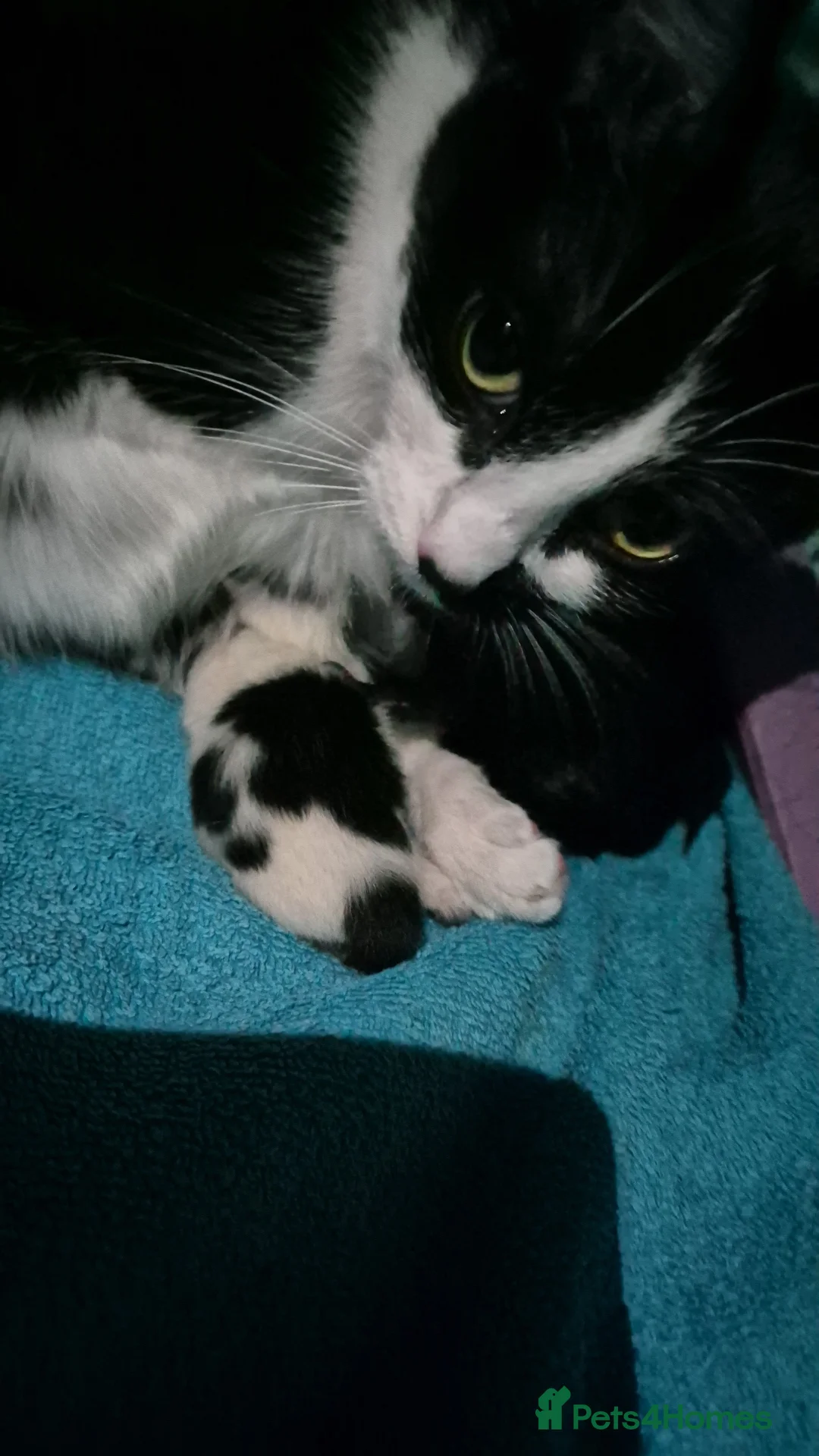 Mixed Breed cats for sale: 2 beautiful health female kittens in Wokingham - Advert 2