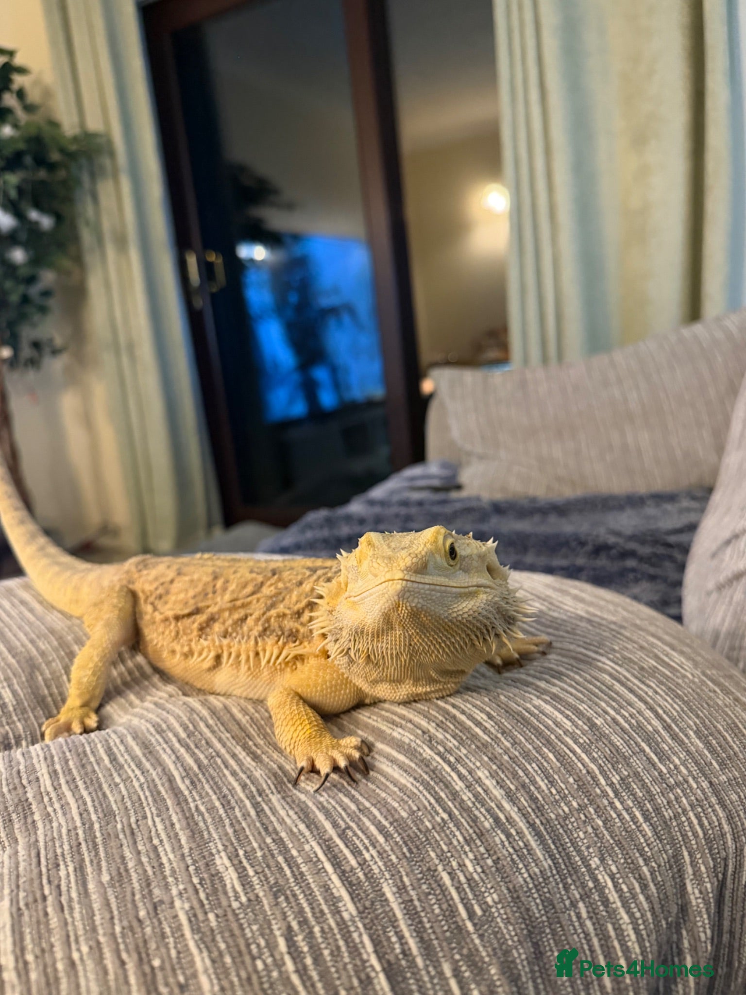 Bearded Dragon reptiles Female Bearded Dragon - Advert 2