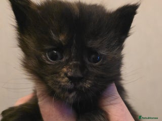 Maine Coon cats Maine Coon Kittens LARGE Black Tortie - Advert 17