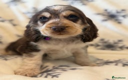 Cocker Spaniel dogs for sale: Cocker pups  - Image 1