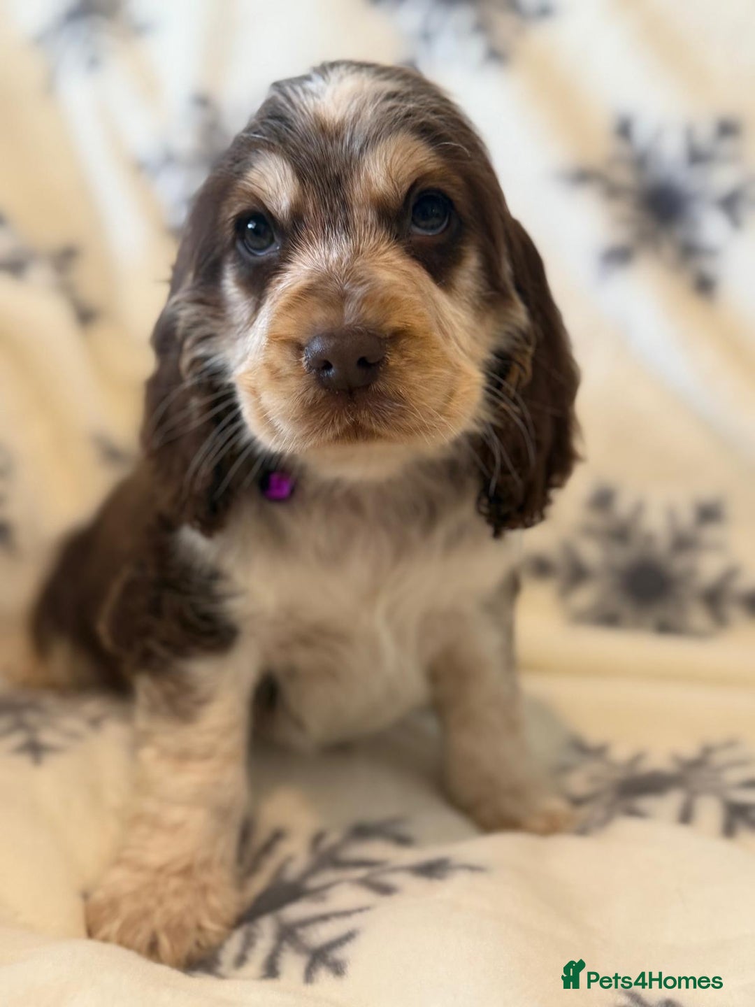 Cocker Spaniel dogs for sale: Cocker pups  - Image 1