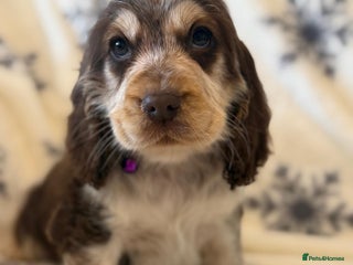 Cocker Spaniel dogs - Advert 22