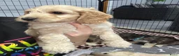 Cockapoo dogs for sale: Only one f1 miniature cockapoo boy left.😍 - Advert 11