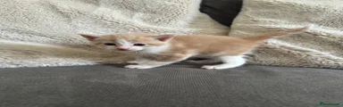 Persian Kitten 1