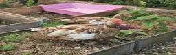 Waterfowl poultry for sale: Chocolate brown Bonded Breeding pair Muscovy ducks - Advert 2