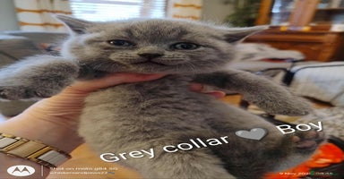 British Shorthair cats - Advert 2