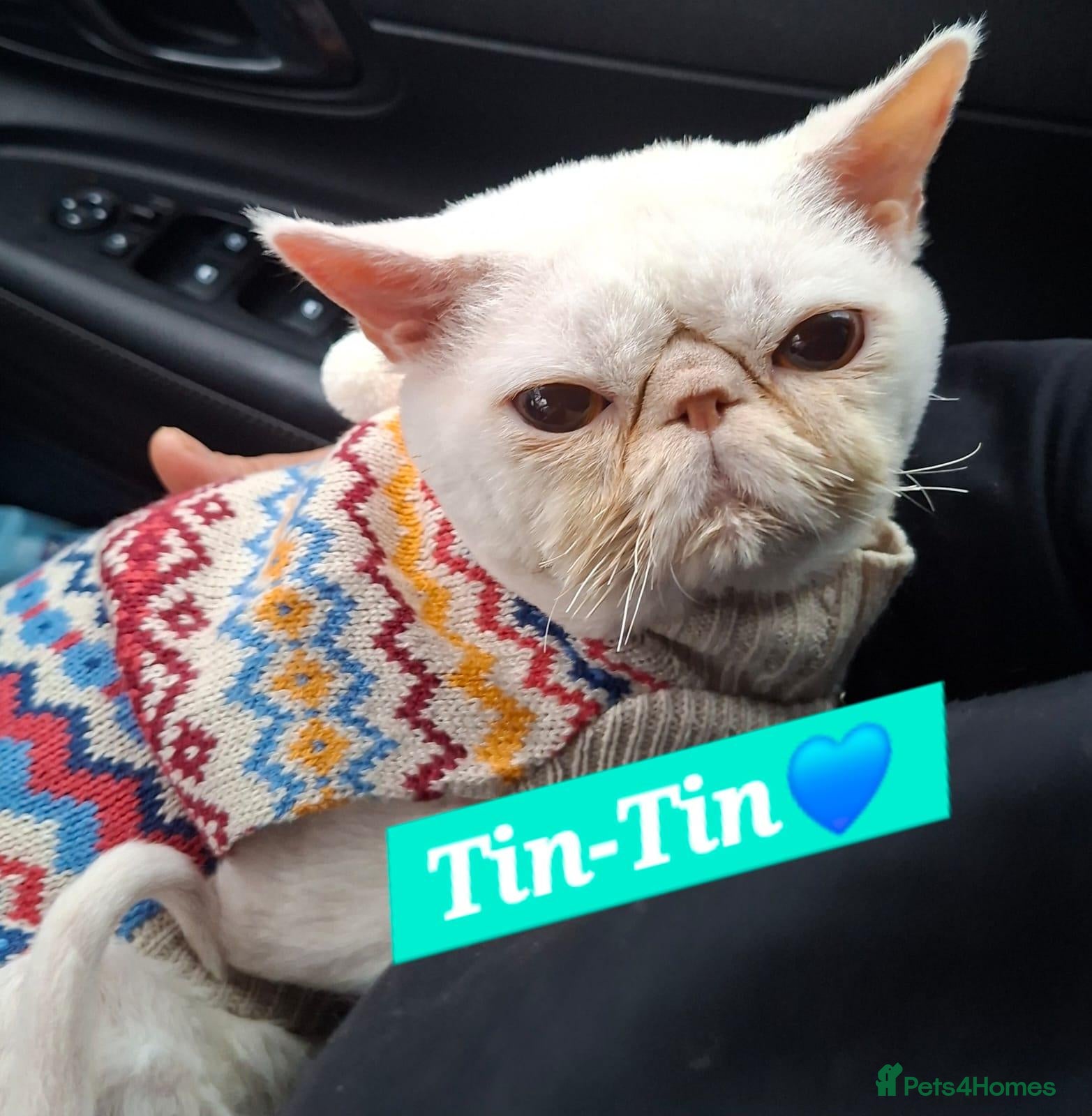 Persian cats Tin-tin – Loving Persian Cat Seeking Forever Home - Advert 3