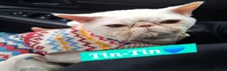 Persian cats for sale: Tin-tin – Loving Persian Cat Seeking Forever Home - Advert 1