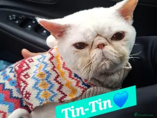 Persian cats Tin-tin – Loving Persian Cat Seeking Forever Home - Advert 3