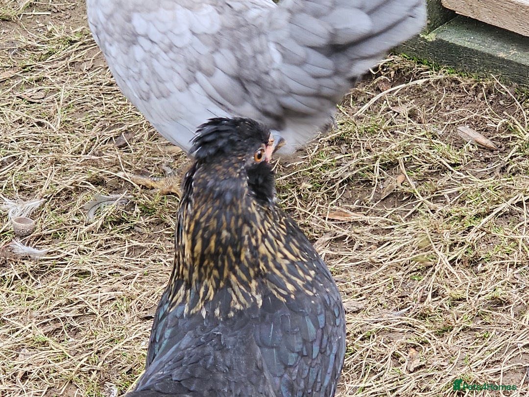 Chickens poultry for sale: Mottled Wyandottes, Le Bresse, Pita Pintas  - Image 5