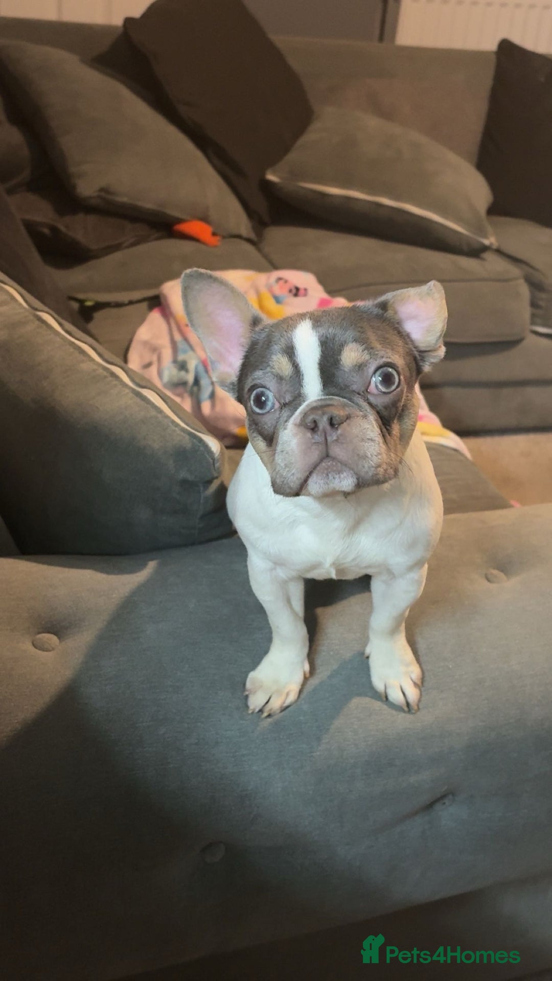 French Bulldog dogs for sale: 2 French bulldog sisters  - Advert 15