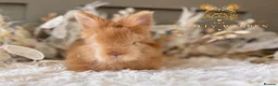Angora rabbits for sale: BEAUTIFUL LITTER OF ANGORAS - Advert 27