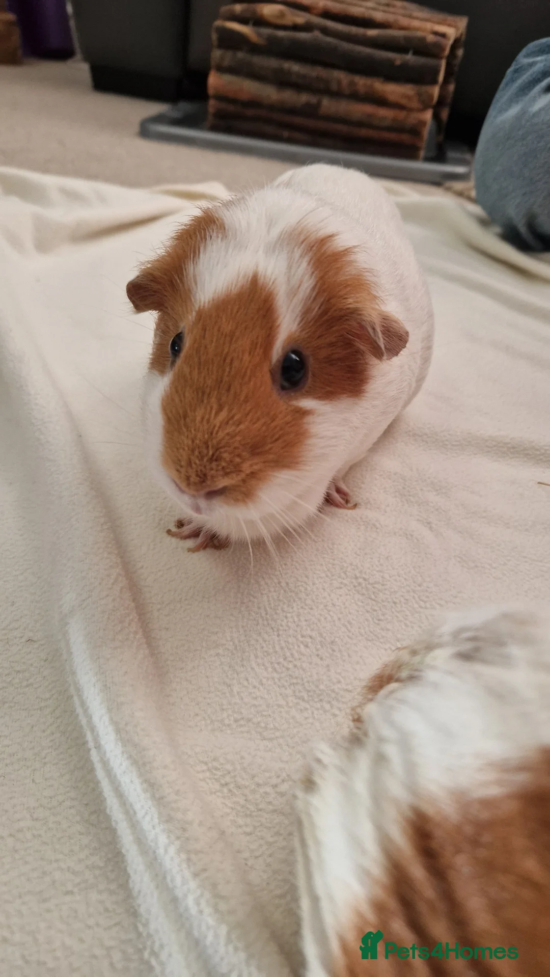Guinea Pig rodents for sale: Two female guinea pigs - Poppy & Rosie in Chatham - Advert 2