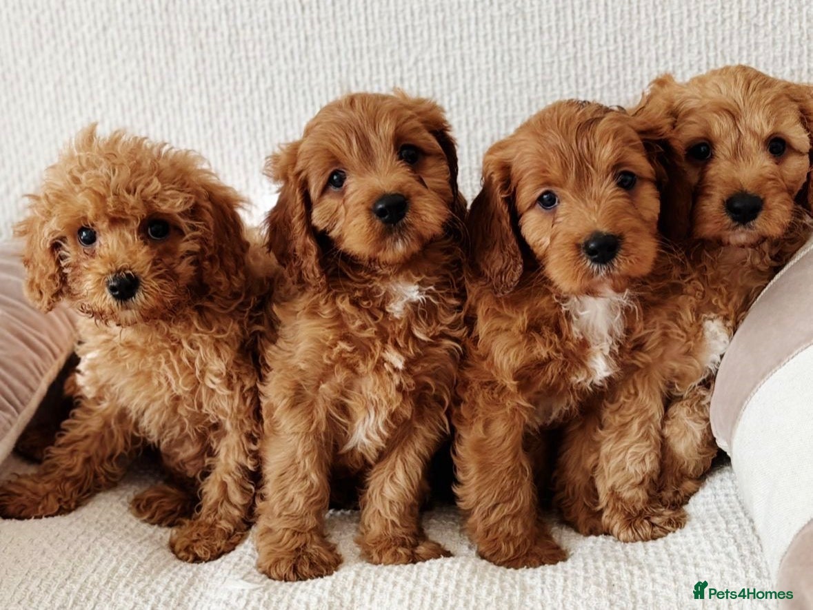 Cavapoo dogs Outstanding  f1b Cavapoos  - Advert 2