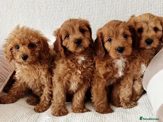 Cavapoo dogs Outstanding f1b Cavapoos - Advert 3
