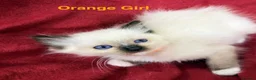 Ragdoll cats for sale: Purebred Ragdoll Kittens  - Advert 17