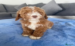 Cockapoo dogs for sale: F1 Cockapoos  - Image 1