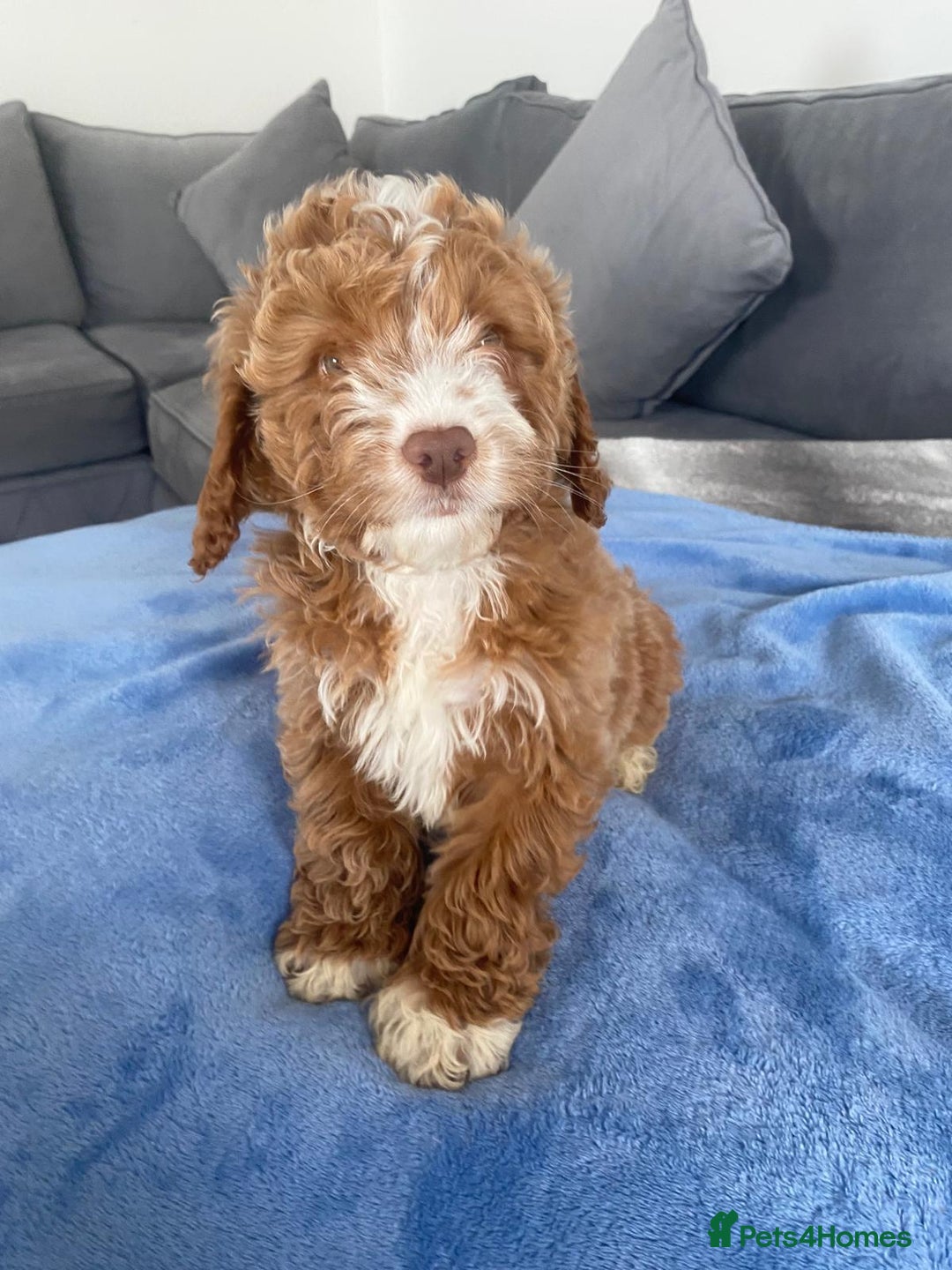 Cockapoo dogs for sale: F1 Cockapoos  - Image 1