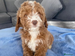 Cockapoo dogs - Advert 23