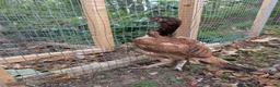 Chickens poultry for sale: Aseel females for sale  - Advert 6