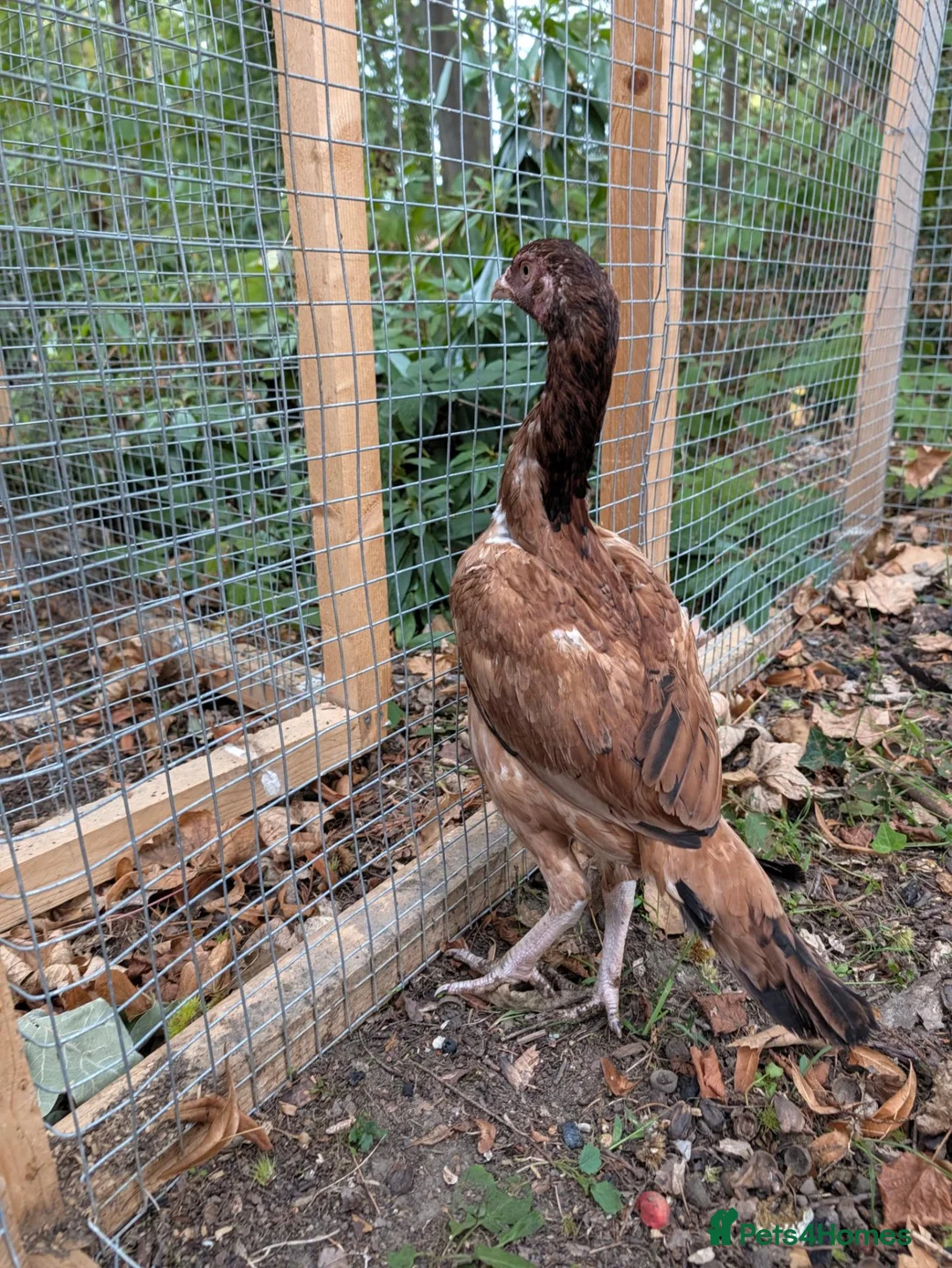 Chickens poultry for sale: Aseel females for sale  - Advert 6