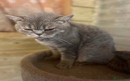 British Shorthair cats for sale: Adult female British Shorthair  - Image 2