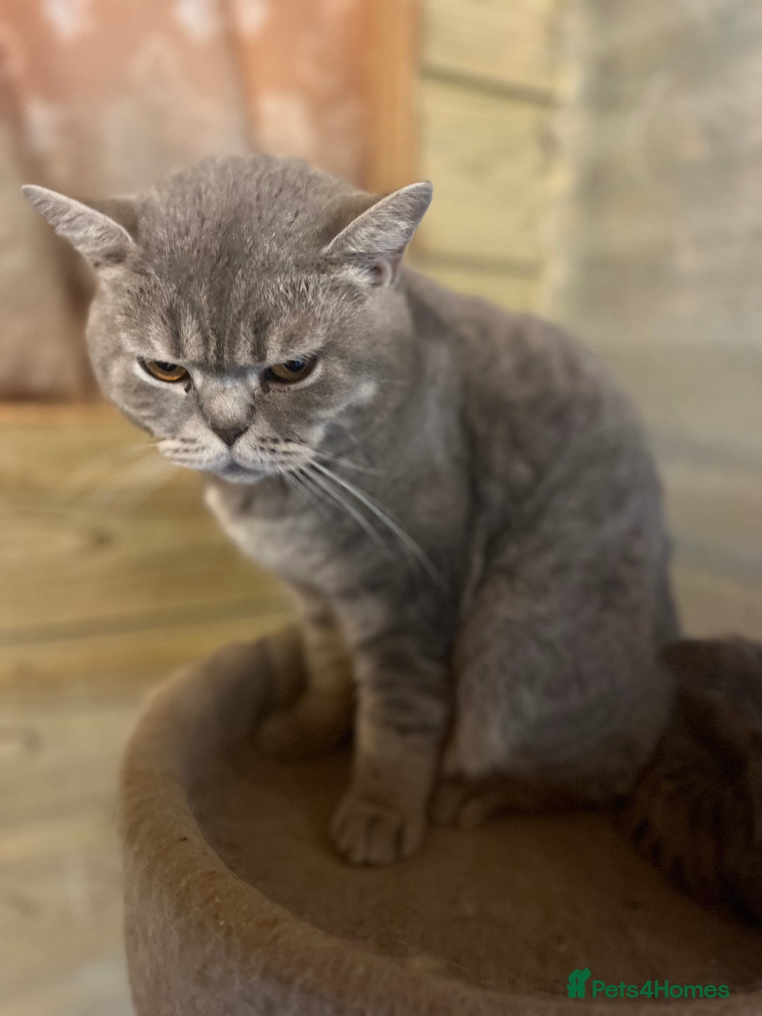 British Shorthair cats for sale: Adult female British Shorthair  - Image 2