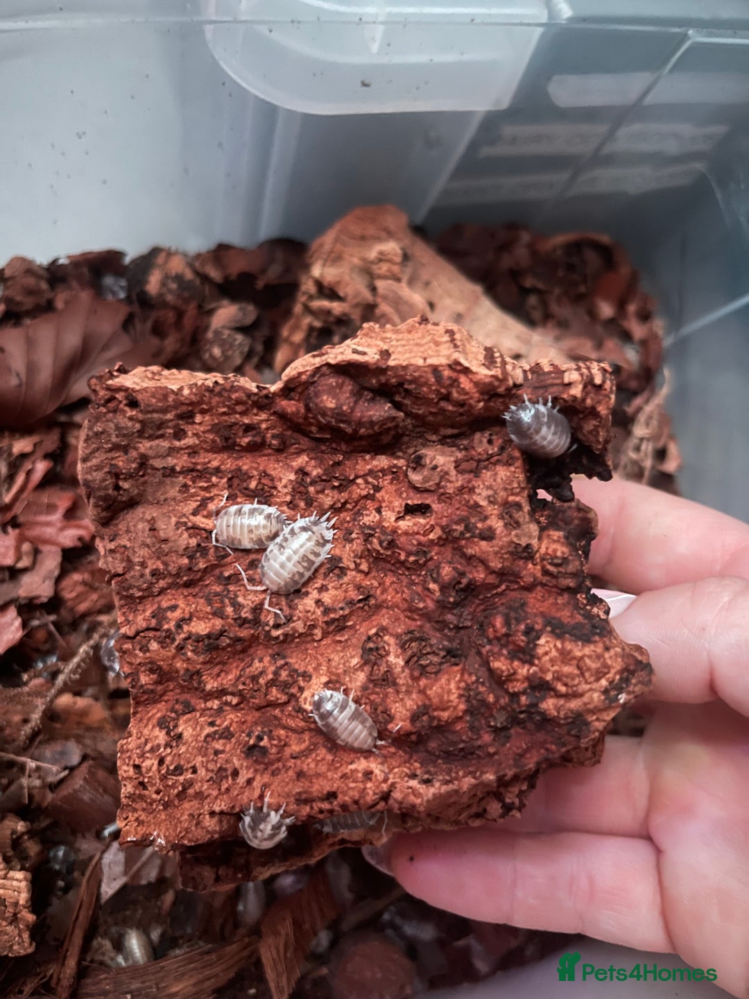 Millipedes invertebrates for sale: Millipedes , iso pods ,snails  - Image 1