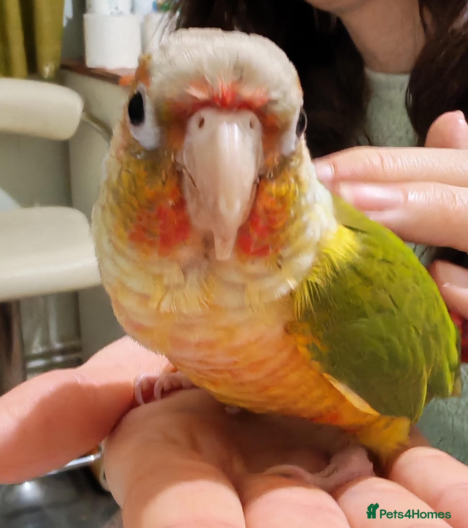 Conures birds Pineapple Green cheek conure baby  - Advert 1