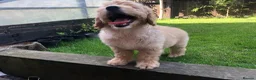Goldendoodle dogs for sale: F1 Miniature Goldendoodle 100% DNA Health Tested - Advert 4