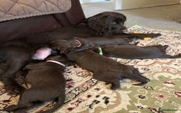 Cocker Spaniel dogs for sale: Beautiful Chocolate Working Cockers - Last 2 boys - Advert 2