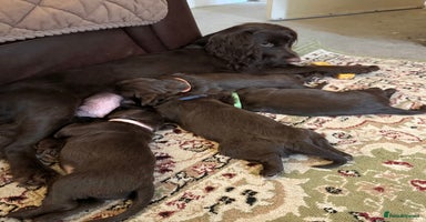 Cocker Spaniel dogs Beautiful Chocolate Working Cockers - Last 2 boys - Advert 3